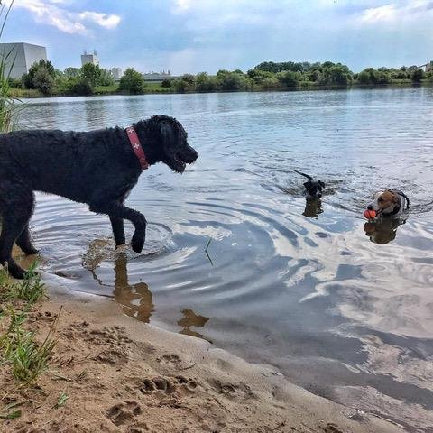 Assistenzhund Denno an einem See mit anderen Hunden